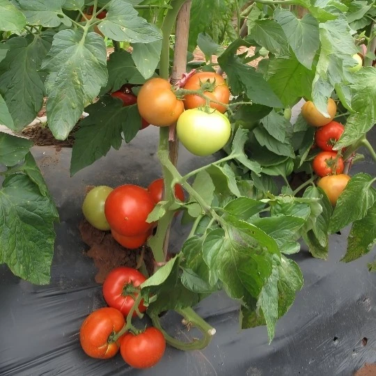 Better Bush Tomato Seeds (TO-310) factory