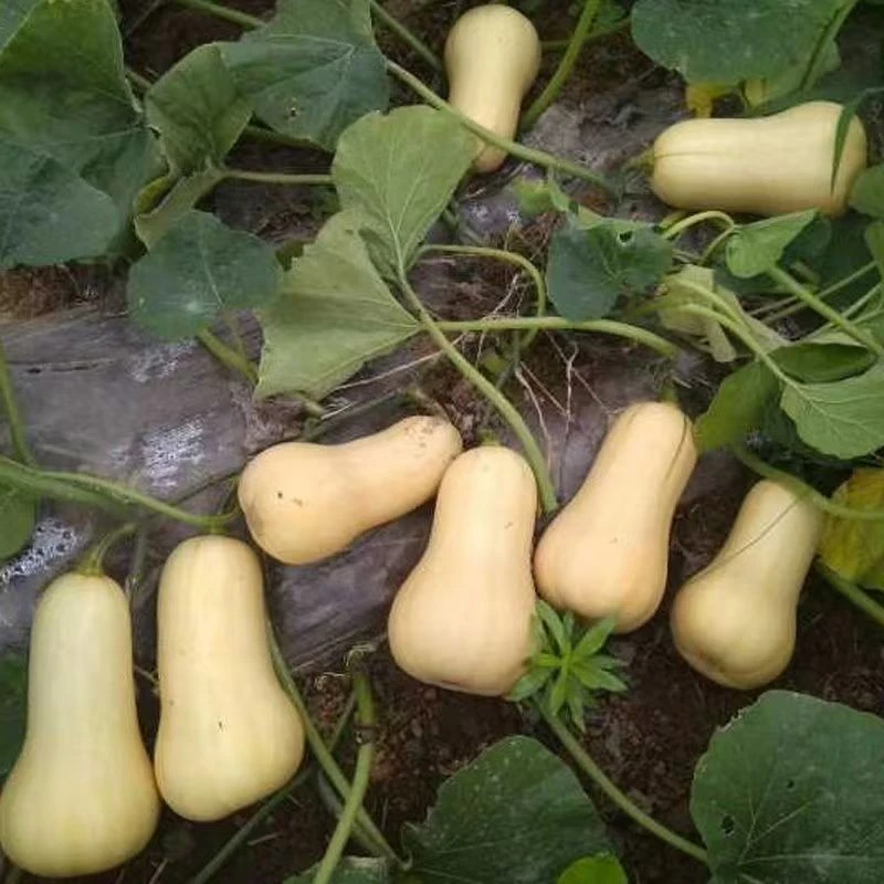Cream Pumpkin Seeds suppliers