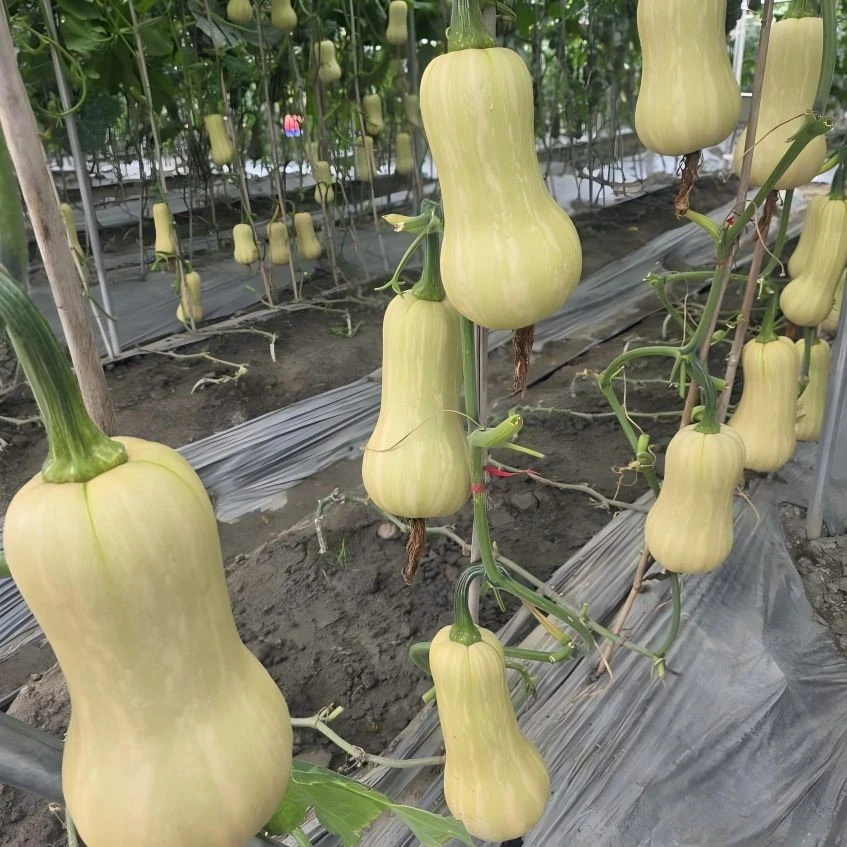 Cream Pumpkin Seeds factory