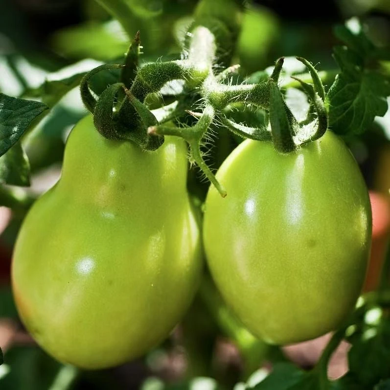 tomato seeds3