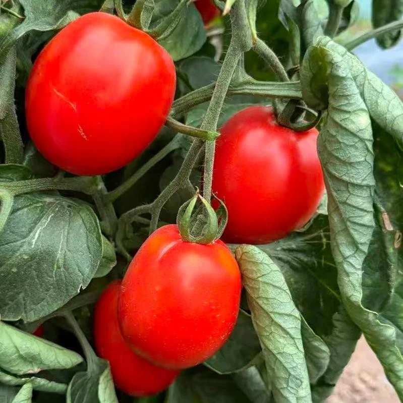 juliet tomato seeds (2)