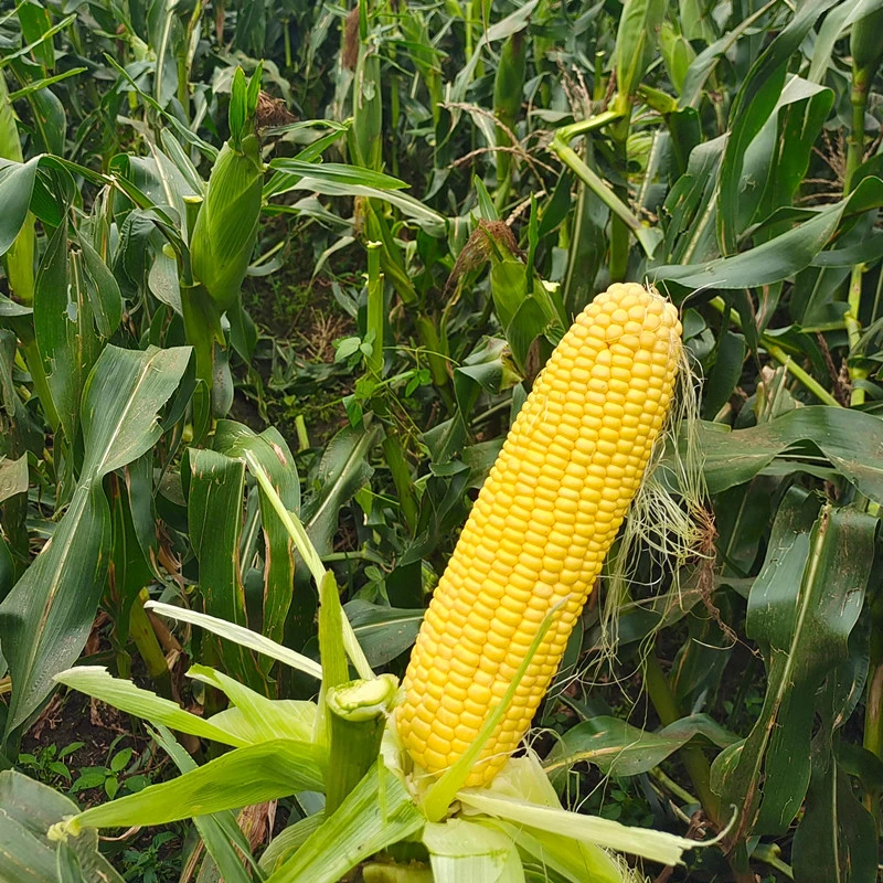pioneer sweet corn seed pioneer sweet corn seed