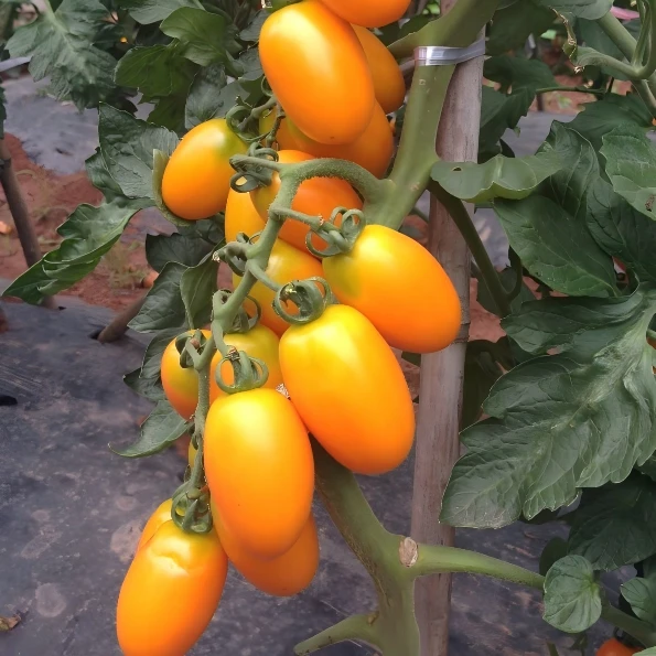 sungold tomato plants 2 sungold tomato plants 2