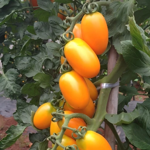 Sungold biljke rajčice