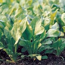 spinach seeds2